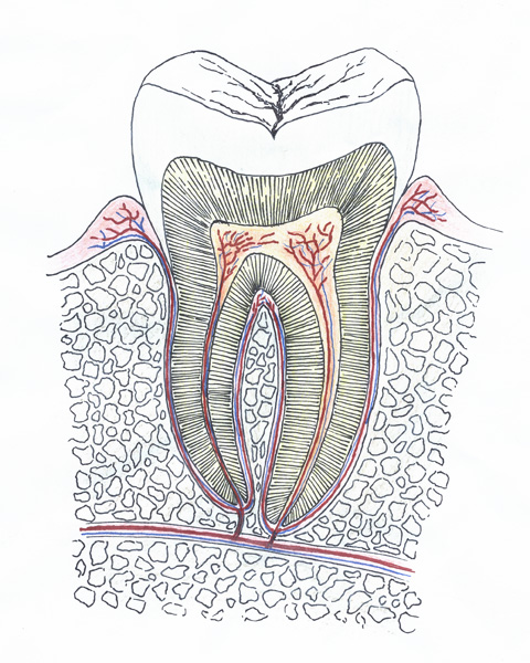 Querschnitt durch einen Zahn